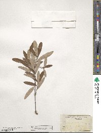 Quercus michauxii image