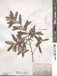 Quercus michauxii image