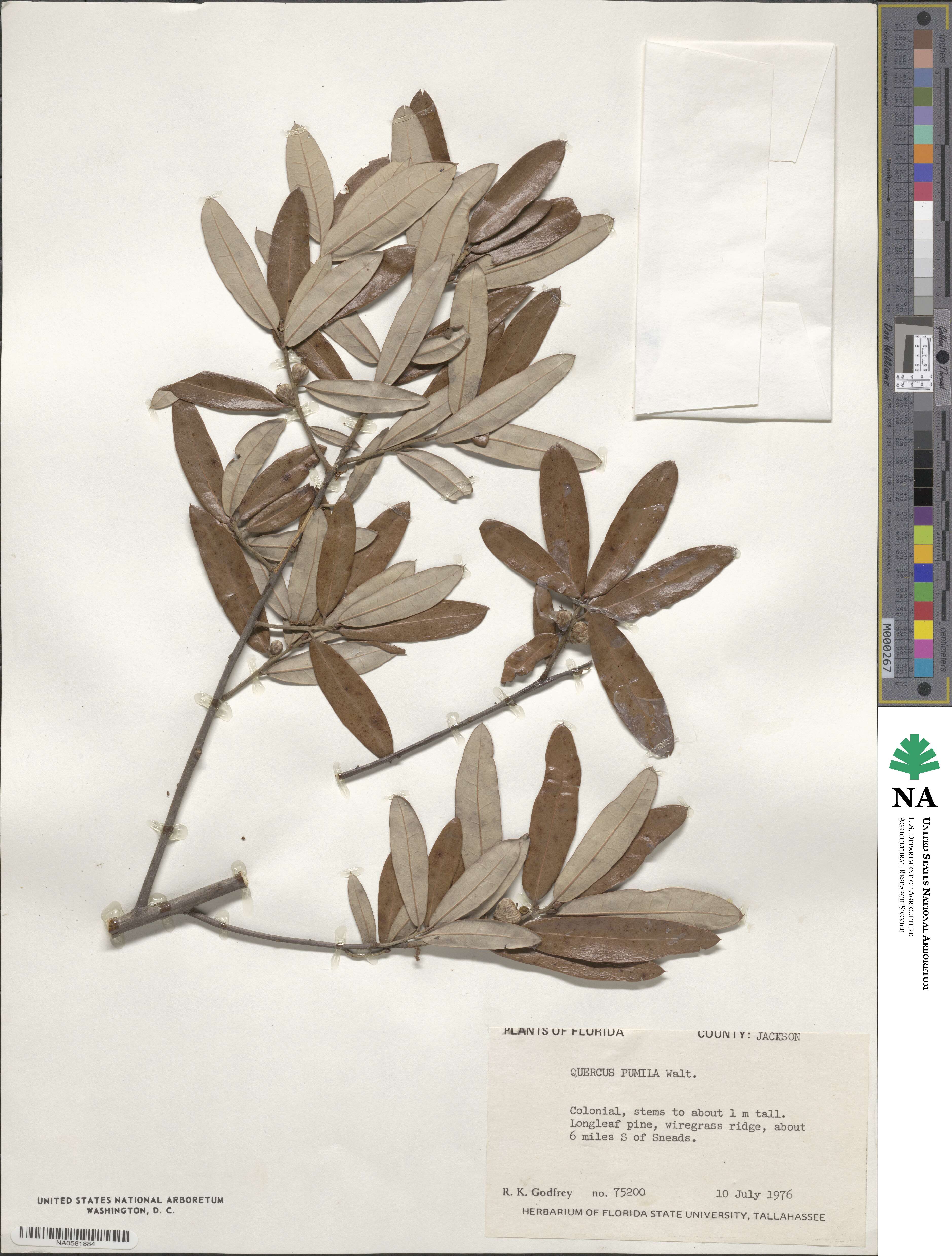 Quercus michauxii image