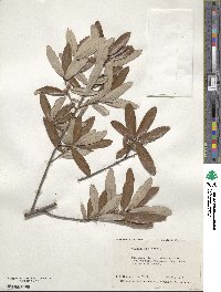 Quercus michauxii image