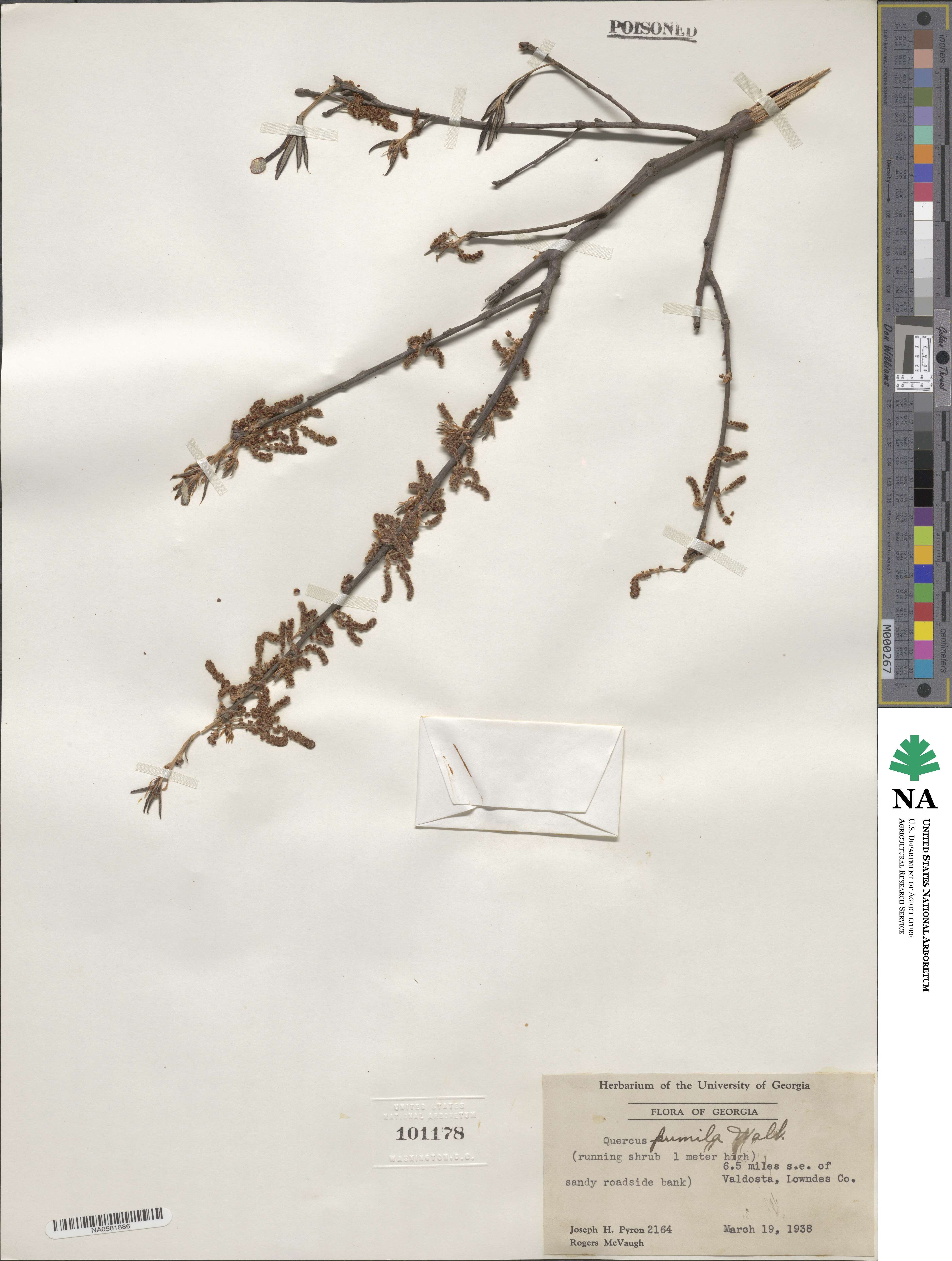 Quercus michauxii image