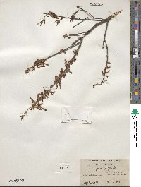 Quercus michauxii image