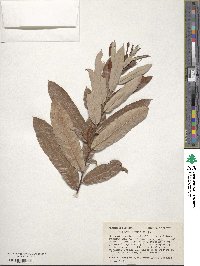 Quercus michauxii image