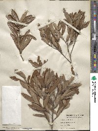 Quercus michauxii image