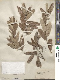 Quercus michauxii image