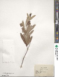 Quercus michauxii image