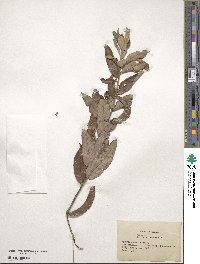 Quercus michauxii image