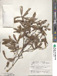 Quercus michauxii image