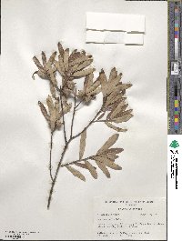 Quercus michauxii image