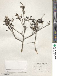 Quercus michauxii image