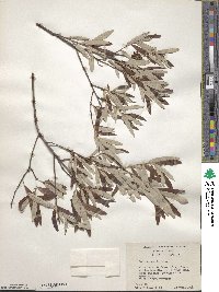 Quercus michauxii image