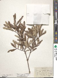 Quercus michauxii image