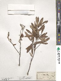 Quercus michauxii image