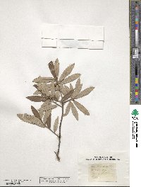 Quercus michauxii image