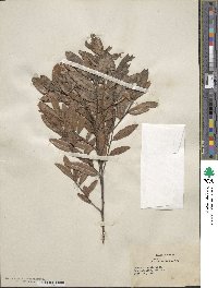 Quercus michauxii image