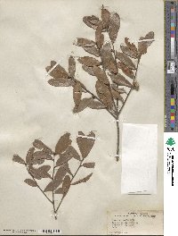 Quercus michauxii image