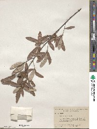 Quercus michauxii image