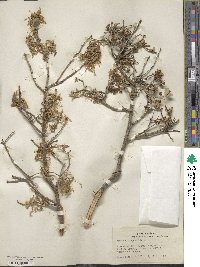 Quercus pungens image