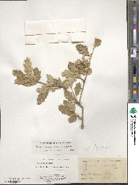 Quercus pungens image