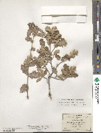 Quercus pungens image