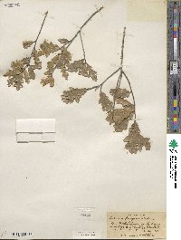 Quercus pungens image