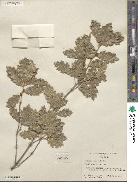 Quercus pungens image