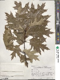 Quercus rubra image