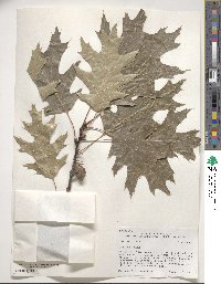 Quercus rubra image