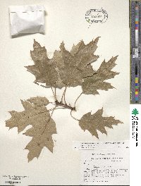 Quercus rubra image