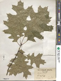 Quercus rubra image