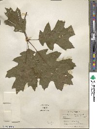 Quercus rubra image