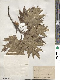 Quercus rubra image