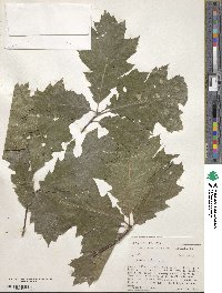 Quercus rubra image