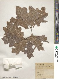 Quercus rubra image