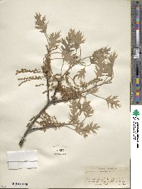 Quercus rubra image