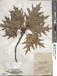 Quercus rubra image