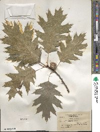 Quercus rubra image