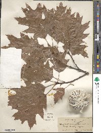 Quercus rubra image