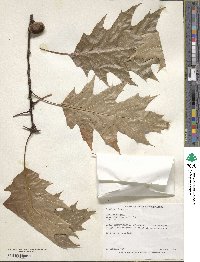 Quercus rubra image