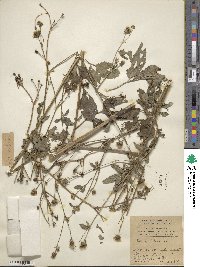 Bidens pilosa image