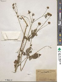 Bidens pilosa image