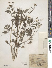 Bidens pilosa image