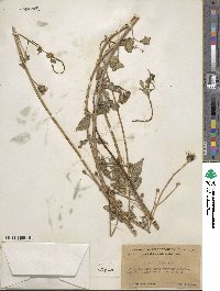 Bidens pilosa image