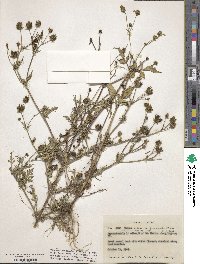 Bidens pilosa image