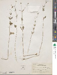 Bidens pilosa image