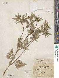 Bidens alba var. radiata image