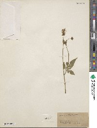 Bidens riparia image