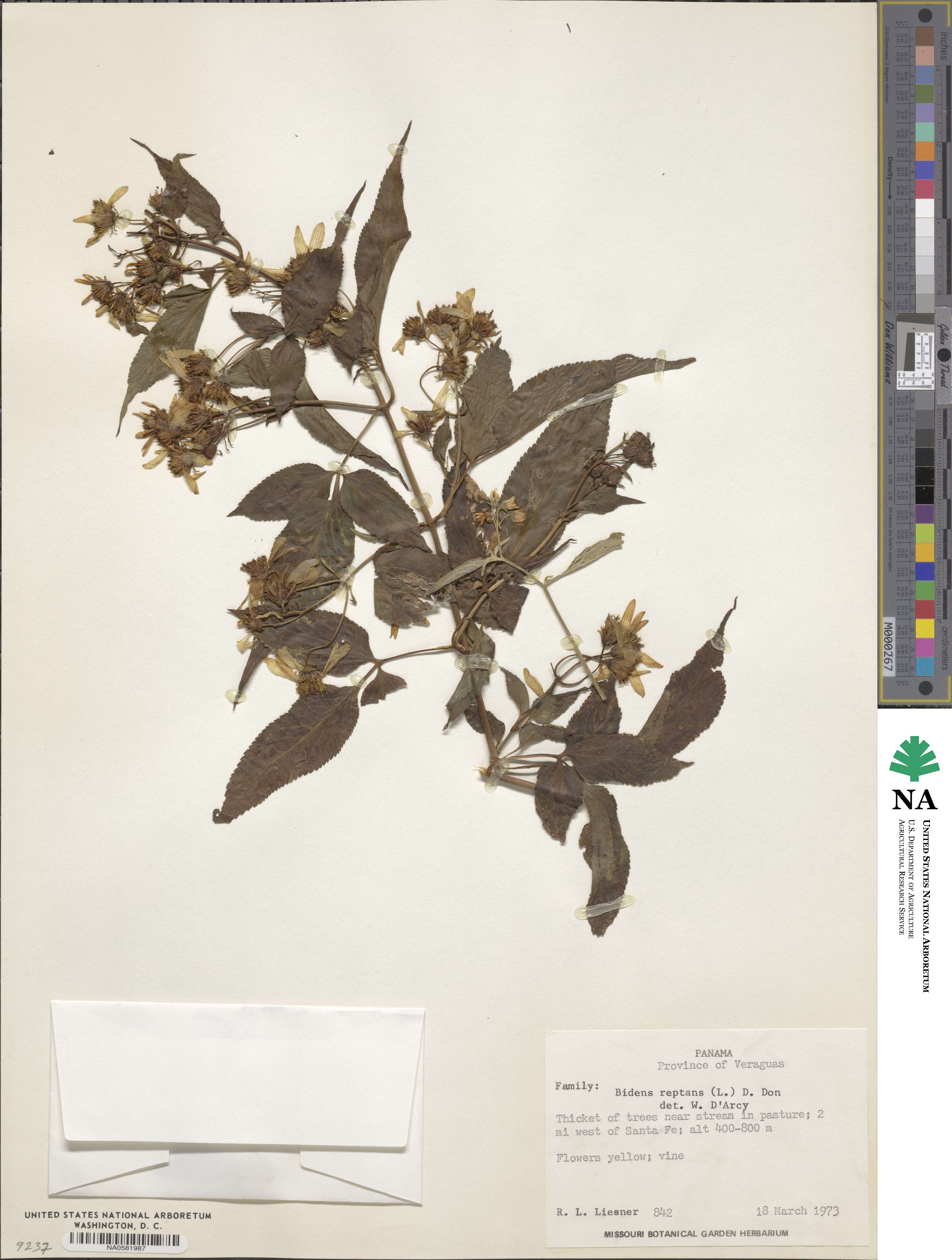 Bidens reptans image