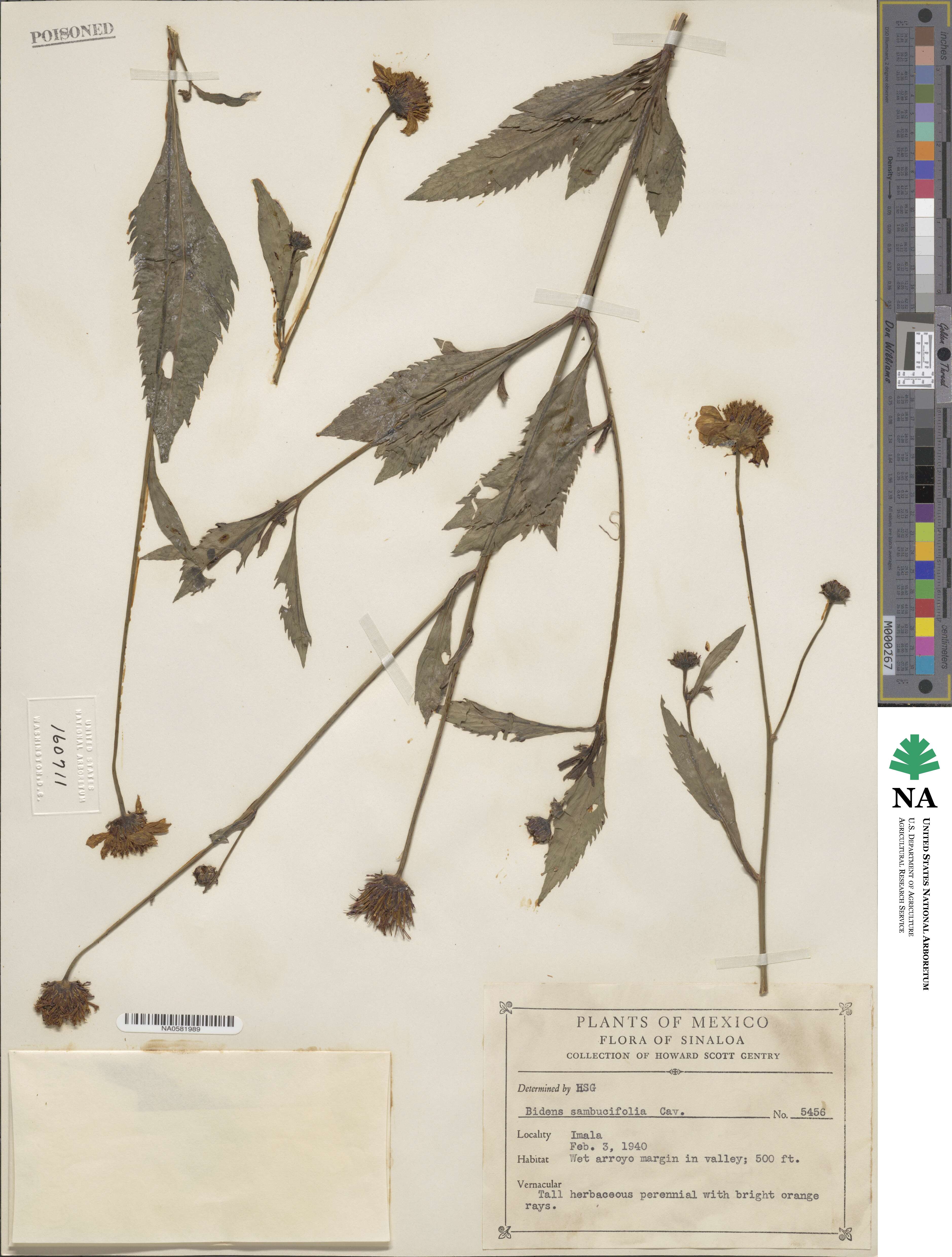 Bidens sambucifolia image