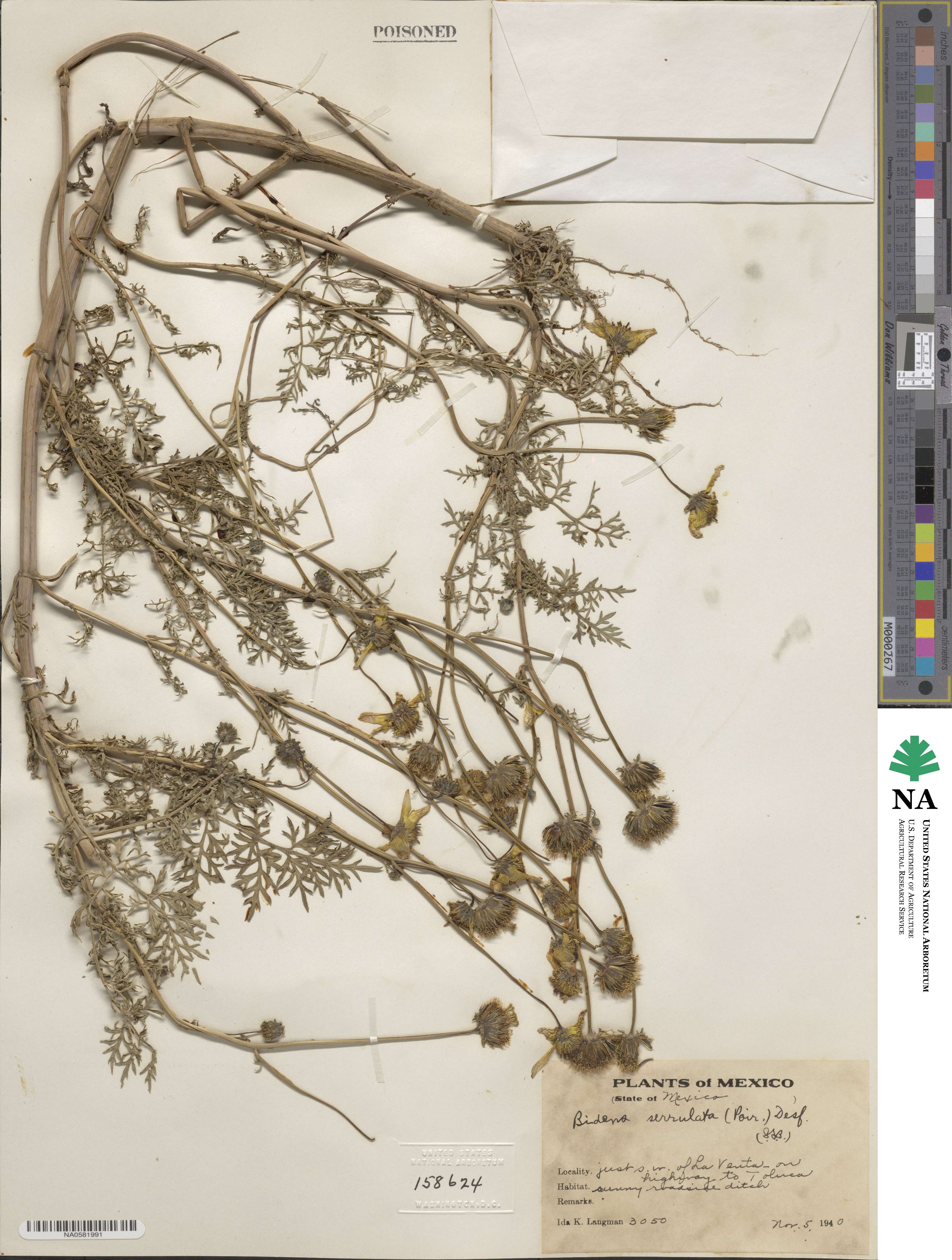 Bidens serrulata image